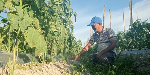 Cerita Petani Humbang Hasundutan Sukses Tanam Bawang Merah dari Biji, Hemat Biaya & TIngkatkan Produksi