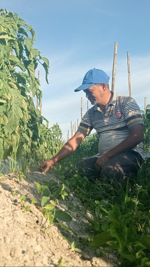 Cerita Petani Humbang Hasundutan Sukses Tanam Bawang Merah dari Biji, Hemat Biaya & TIngkatkan Produksi