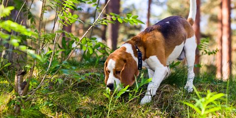 Taiwan Kerahkan Anjing untuk Deteksi Pohon yang Terkena Penyakit,  Begini Caranya