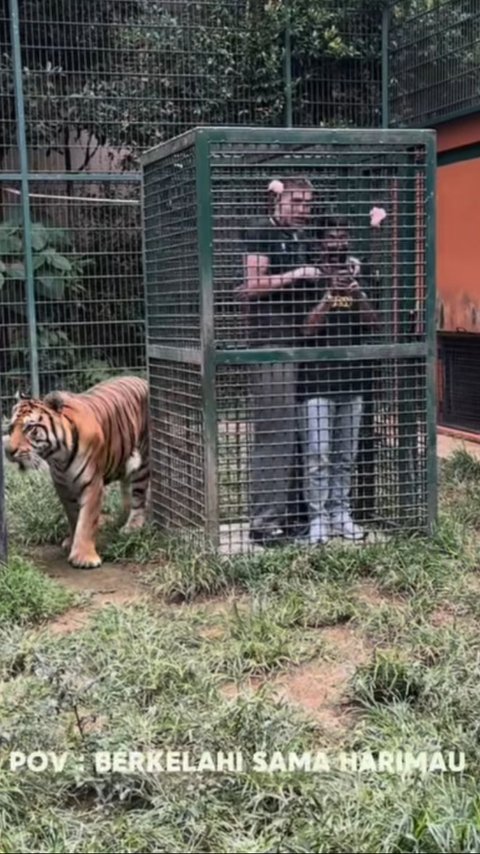 Awalnya Pede Nekat Masuk Kandang Harimau Milik Alshad Ahmad, Intip Aksi Aisar Khaled Berujung Tak Terduga