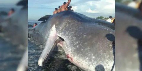 Bangkai Ikan Paus yang Terdampar di Pantai Bisa Meledak, Begini Penjelasan Sains