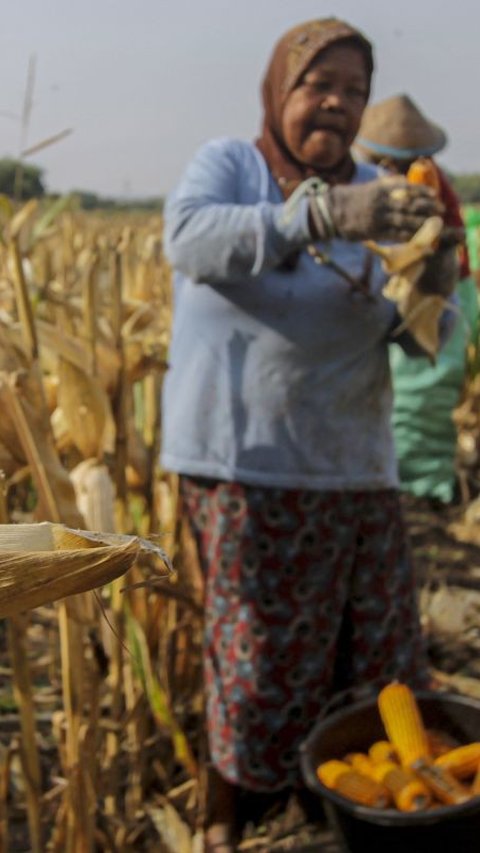 Harga Jual Gabah dan Jagung di Tingkat Petani Naik Jadi Rp500 Per Kg