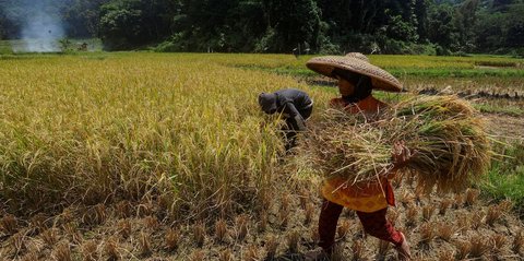 Komisi IV DPR 'Warning' Pihak Terkait Tak Main-Main dengan Kebijakan Prabowo, Kenaikan HPP Gabah-Jagung Harus Dirasakan Petani