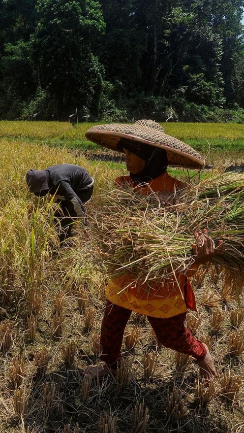 Komisi IV DPR 'Warning' Pihak Terkait Tak Main-Main dengan Kebijakan Prabowo, Kenaikan HPP Gabah-Jagung Harus Dirasakan Petani