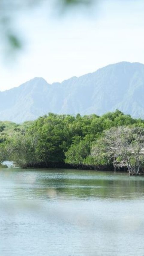 Program Community Forest Berpotensi Serap 600.000 Ton CO2 per Tahun