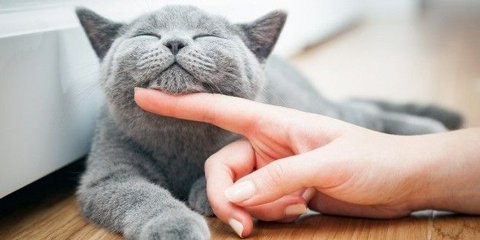 Rahasia Kucing Gemuk dan Bahagia, Ini 7 Makanan yang Bikin Si Manis Tambah Montok dan Bulunya Bebas Rontok