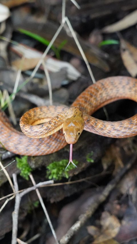 Discovery of a New Snake Species that Suddenly Appears on Trees, Scientists Immediately Investigate