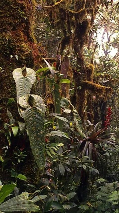 Mystery of Cloud Forest, a Real-life Fairytale Place with Amazing Animals