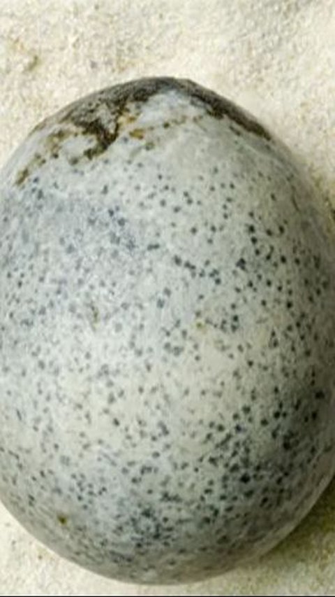 Arkeolog Terkesima, Temukan Telur Ayam Berusia 1.700 Tahun Masih Lengkap dengan Cairan Putih dan Kuningnya