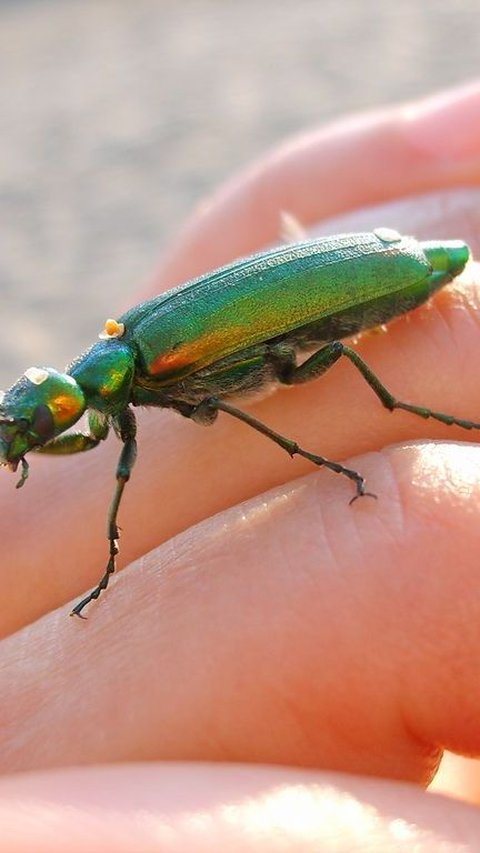 Mitos Samber Lilin, Si Kumbang Cantik yang Diyakini Punya Kekuatan Magis