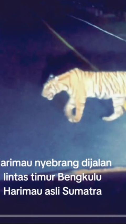 Video Detik-Detik Pengendara Dicegat Harimau Sumatera di Lampung