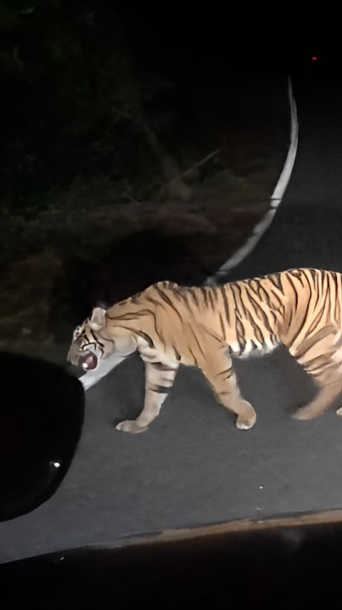 Lewati Kawasan Hutan Lindung, Pengendara Mobil Jumpai Harimau Menyeberang Jalan Tapi Malah Diklakson Panjang