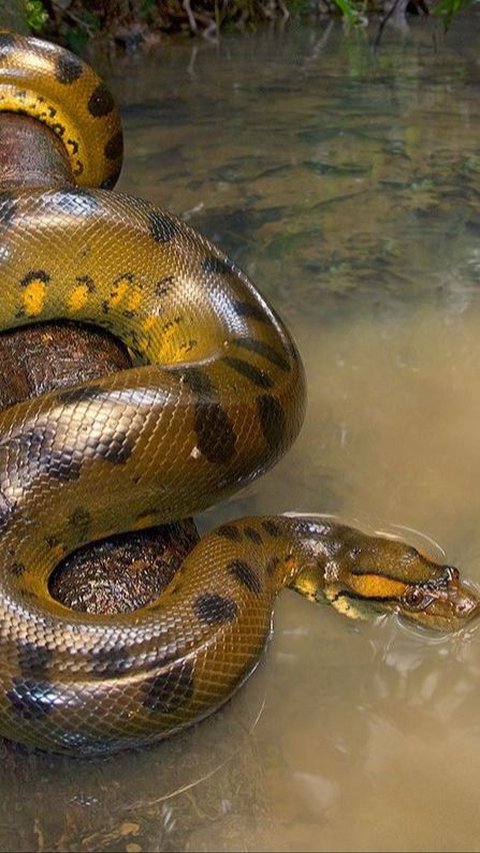 Anaconda Terbesar yang Pernah Ditemukan di Dunia, Panjang 10 Meter dan Bobot 400 Kg