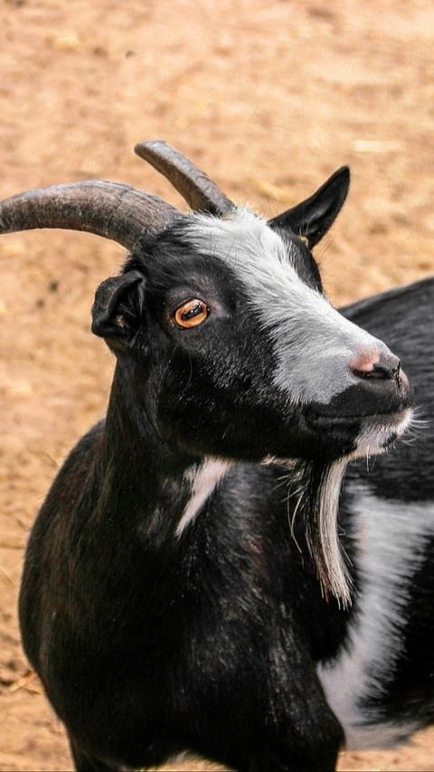 Mitos Kambing Kendit, Ritual Unik Ponorogo Sejak Ratusan Tahun