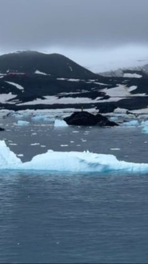 Melaut ke Antartika, WNI Ungkap Ada Apa di Balik Tembok Es Raksasa