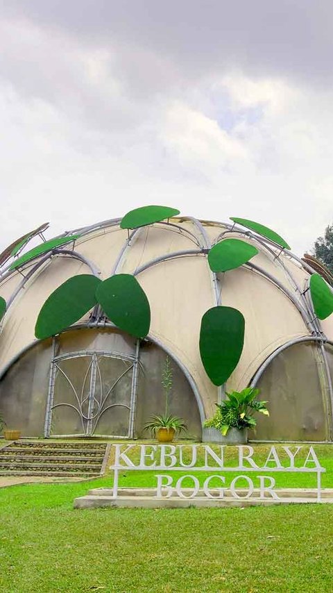 Taman Hijau Yang Indah Dengan Pinus Yang Tumbuh Rumput Rumput