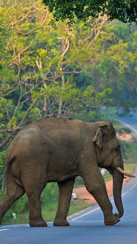 FOTO: Ketika Gajah Liar Berlalu-lalang di Jalanan Sri Lanka