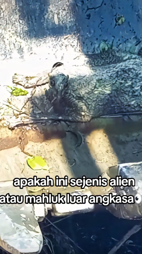 Beko Operator Discovers Strange Creature While Working, Looks Like a Squirrel But Has a Membrane, Thought to be an Alien Turns Out...