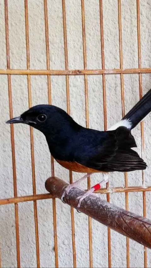 Layaknya Sekolah Betulan, Begini Situasi Sekolah Khusus Burung Murai di Cilacap yang Muridnya Datang dari Berbagai Daerah