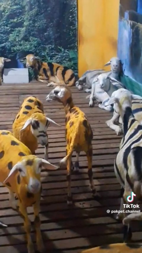 Kandang Kambing di Situbondo Ini Bikin Heran Warganet, di Dalamnya Ada 'Zebra' sampai 'Singa'