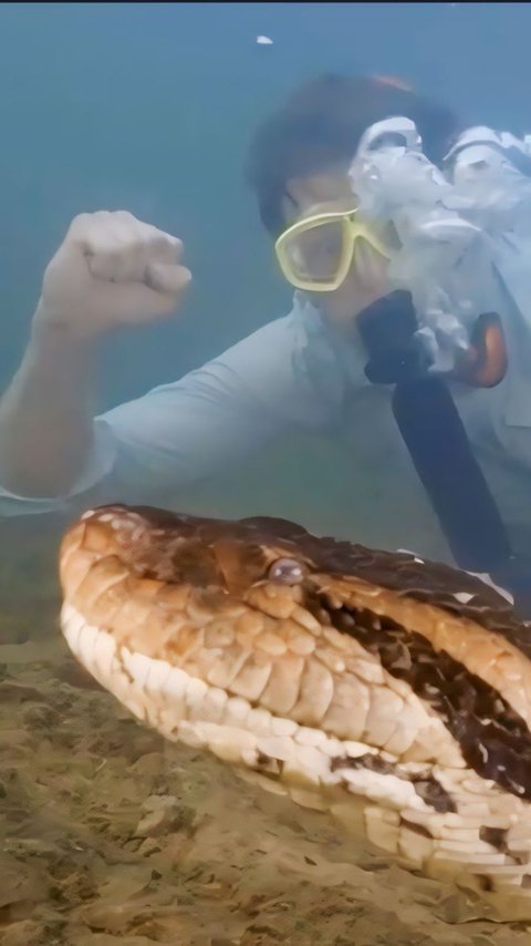 Portrait of a Relaxed Professor Meeting the Largest Anaconda in the World While Swimming at the Bottom of the Amazon, Weighing 200 Kg and Its Body the Size of a Car Tire