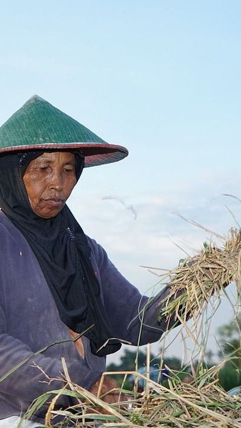Harga Beras Terus Melonjak, Food Estate di Kalimantan Tengah Baru Panen Raya Bulan Maret