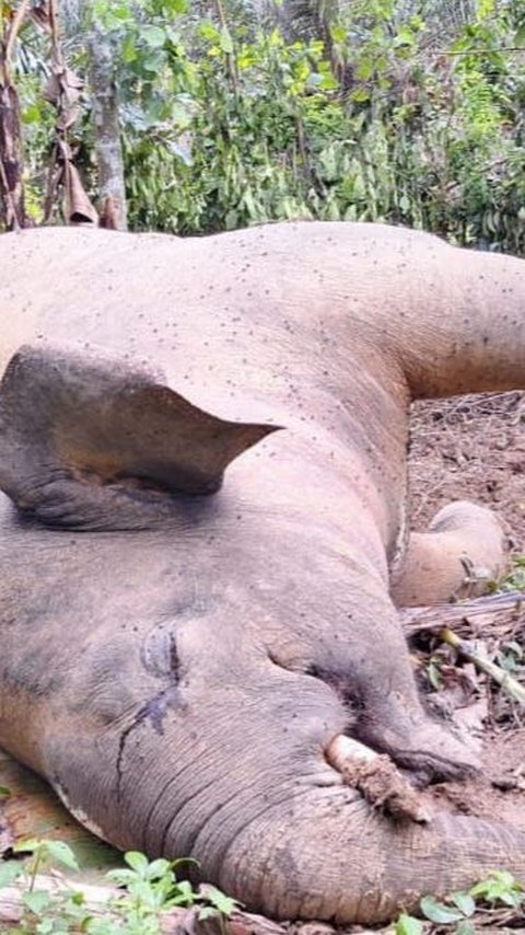 Tragis, Gajah Sumatera Ditemukan Mati Akibat Tersengat Listrik di Pidie Jaya