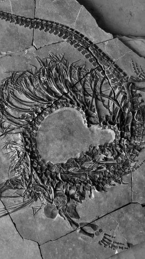 Ilmuwan Temukan Fosil Naga Berusia 240 Juta Tahun, Panjangnya Sampai 5 Meter, di Sini Lokasinya