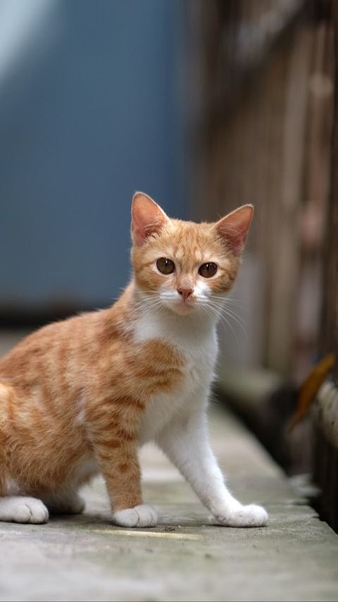 Penyebab Kaki Kucing Pincang dan Cara Mengatasinya, Perlu Diketahui