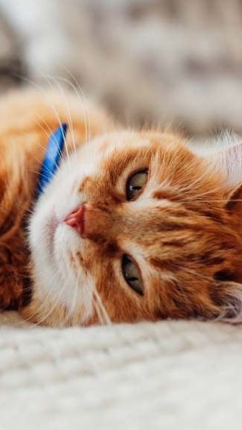 Mitos Memelihara Kucing, Dianggap Penambah Rezeki hingga Pembawa Sial