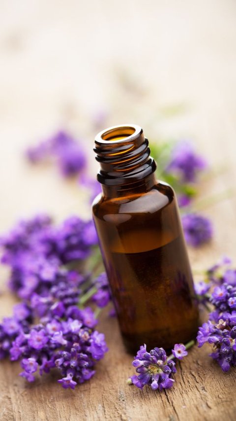 4 Khasiat Lavender Oil yang Jarang Diketahui Banyak Orang, Salah Satunya Bisa Meredakan Insomnia