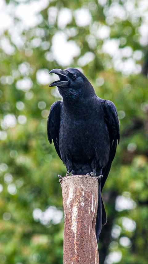 Prayer When Hearing the Sound of a Crow, Often Believed as a Myth of Bringing Disaster