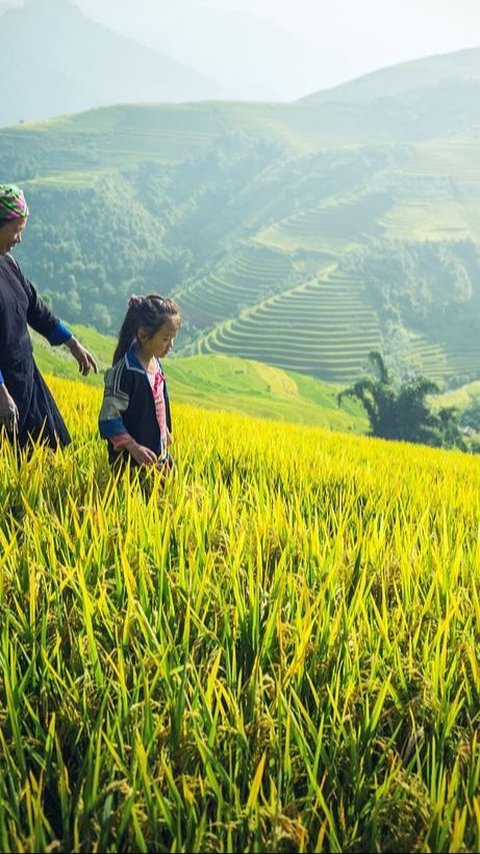 Tuai Pro-Kontra Saat Debat Capres dan Cawapres, Proyek Food Estate Indonesia Justru Mau Dicontek Vietnam