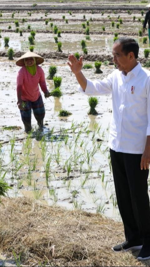 Presiden Jokowi Minta Sri Mulyani Segera Tambah Anggaran Pupuk Subsidi Rp14 Triliun