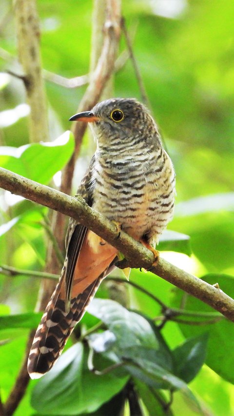 Mitos Burung Kedasih di Tengah Masyarakat Indonesia, Simak Ulasannya