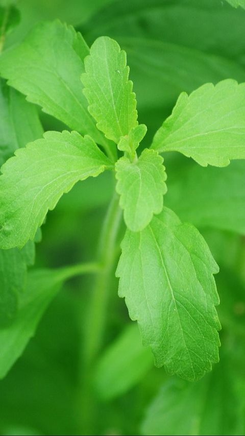 8 Manfaat Daun Stevia bagi Kesehatan, Tak Cuma untuk Pemanis Alami
