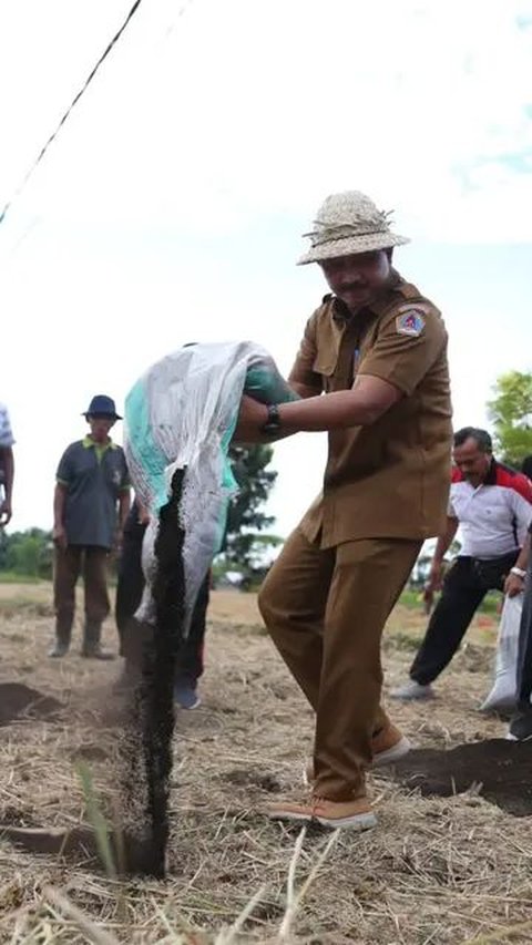 50 Ton Pupuk Organik Hasil Metode Osaki Jepang Dibagikan ke Petani Klungkung Bali