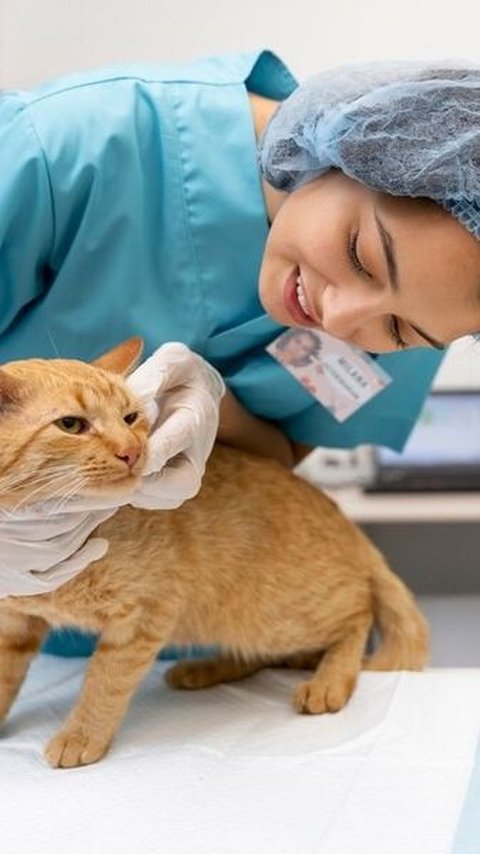 Apakah Kucing Harus di Steril? Ini Manfaat yang Didapat untuk Anak Bulu Kesayangan