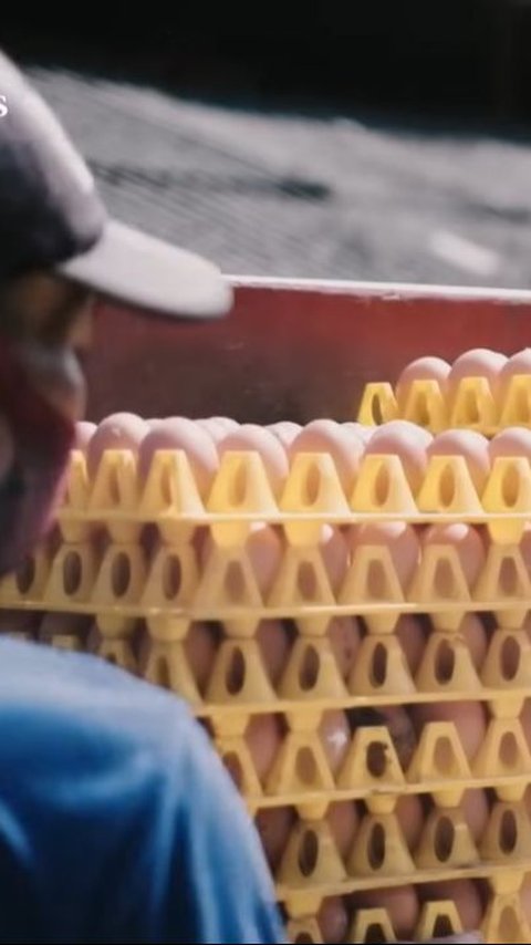 Baru Umur 26 Tahun, Iqbal Sukses Jadi Pengusaha Telur Ayam dengan Omzet Rp110 Juta per Hari