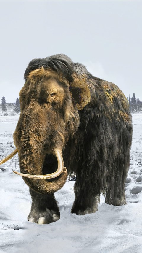 Scientists Will Revive Mammoths in 2028, Is it Possible?