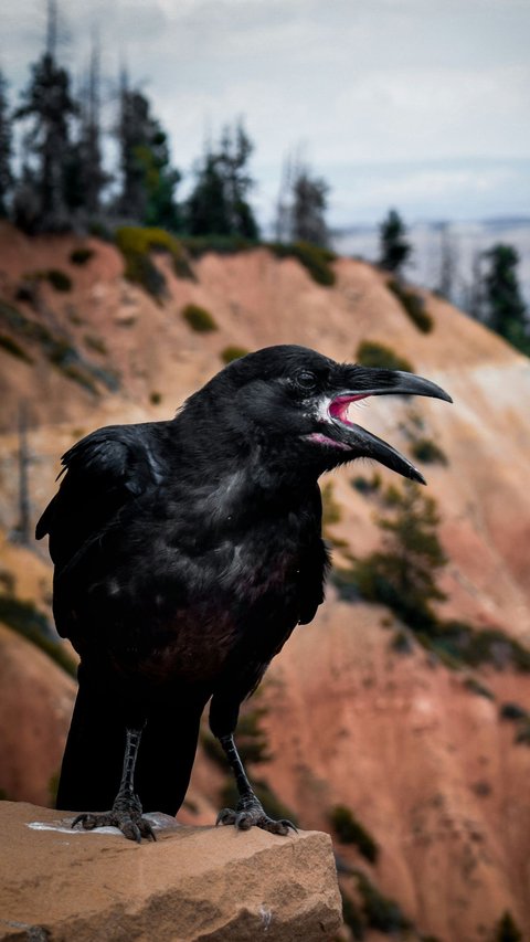 Crow as a Sign of Death, Myth or Fact?