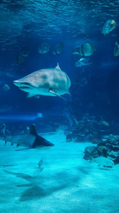 These are the 7 Most Ferocious Sharks in the World, Be Careful When Encounter