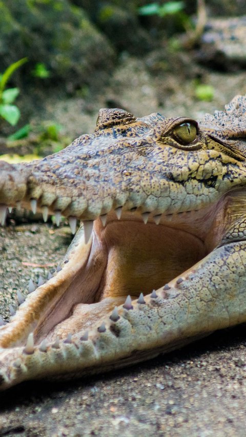 Dramatic! Angry Mothers Fight a 4-Meter Crocodile to Save Husband from Being Swallowed Whole