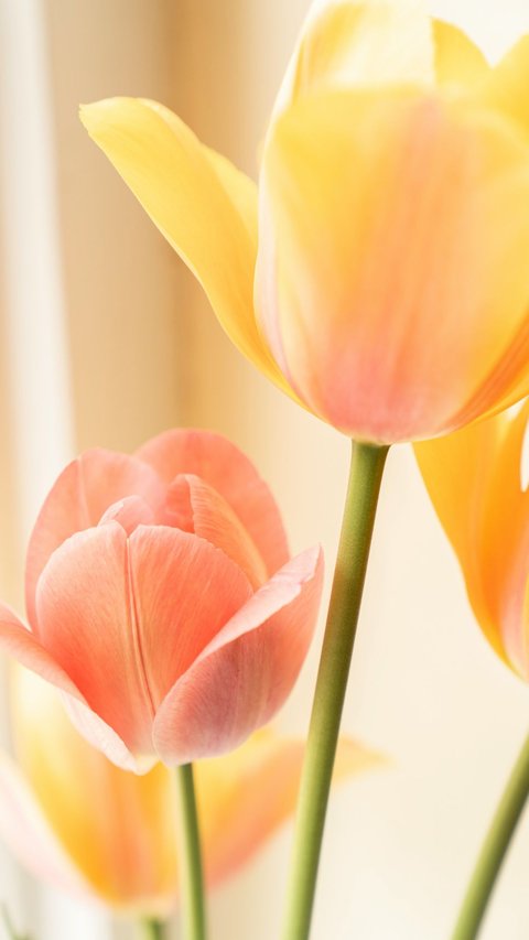 20 Fakta Unik Bunga Tulip, Ada 3000 Jenis Berbeda dan Bisa Jadi Obat