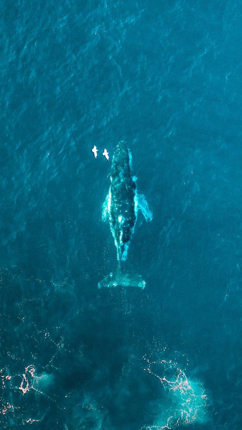 Declared Extinct, Gray Whales Suddenly Appear in the Atlantic Ocean