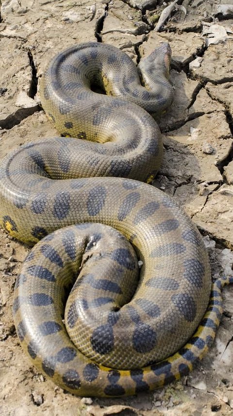 Scientists Discover Anaconda Known as the Most Sacred Largest Snake in the World