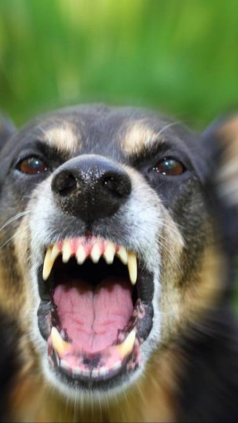 Bocah 12 Tahun di TTS NTT Tewas Akibat Digigit Anjing Rabies