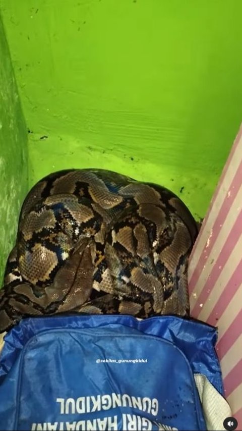 Tense Moments as Residents Find a Python Snake in the House, Hiding Behind the Wardrobe