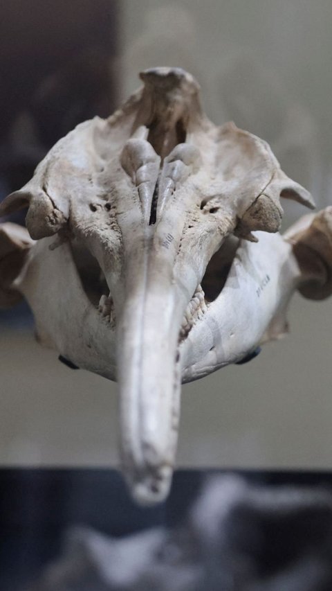 FOTO: Penampakan Fosil Lumba-Lumba Terbesar Dunia Berusia 16 Juta Tahun di Peru