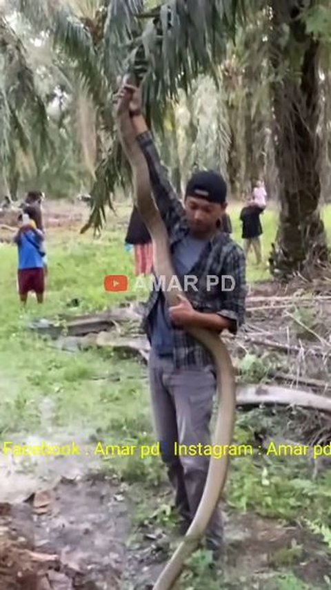 Menegangkan! Momen Penangkapan Ular King Kobra Monster di Kebun Sawit, Suara Dengusannya Mengerikan